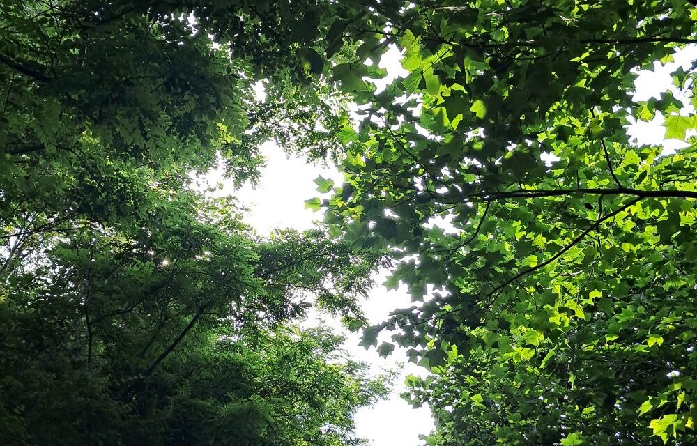 서해환경신문·  국민대학교 산학협력단, 국립안동대학교 산학협력단 ‘나무의사 양성기관’으로 신규지정