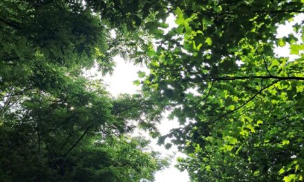 서해환경신문·  국민대학교 산학협력단, 국립안동대학교 산학협력단 ‘나무의사 양성기관’으로 신규지정