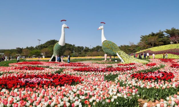 서해환경신문· 4월 12일 ‘태안세계튤립꽃박람회’ 개막!  “당신의 하루가 꽃보다 예쁘기를”