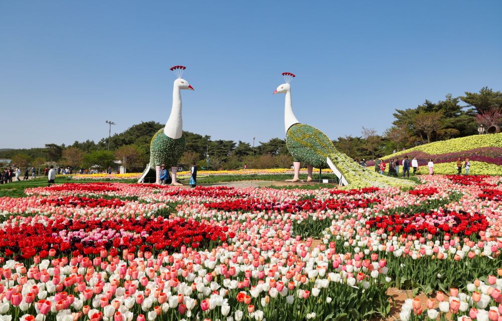 서해환경신문· 4월 12일 ‘태안세계튤립꽃박람회’ 개막!  “당신의 하루가 꽃보다 예쁘기를”