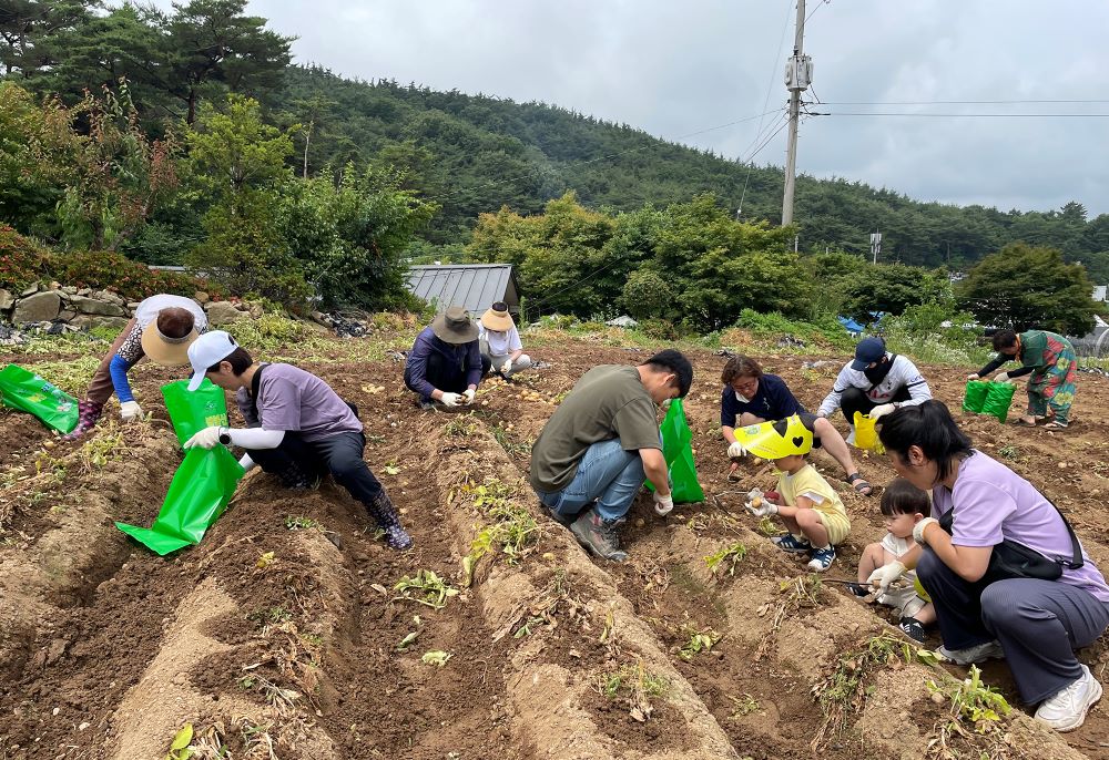 < 22일부터 23일까지, 팔봉산 어울림마당 일원에서 열린 '제23회 팔봉산 감자축제' (제공: 서산시) >