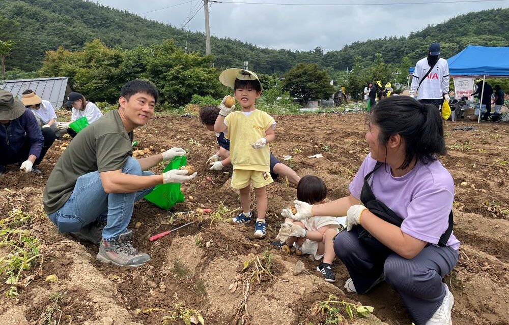 서해환경신문· ‘제23회 팔봉산 감자축제’ 문전성시 이루어~ 방문객 바글바글!