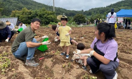 서해환경신문· ‘제23회 팔봉산 감자축제’ 문전성시 이루어~ 방문객 바글바글!