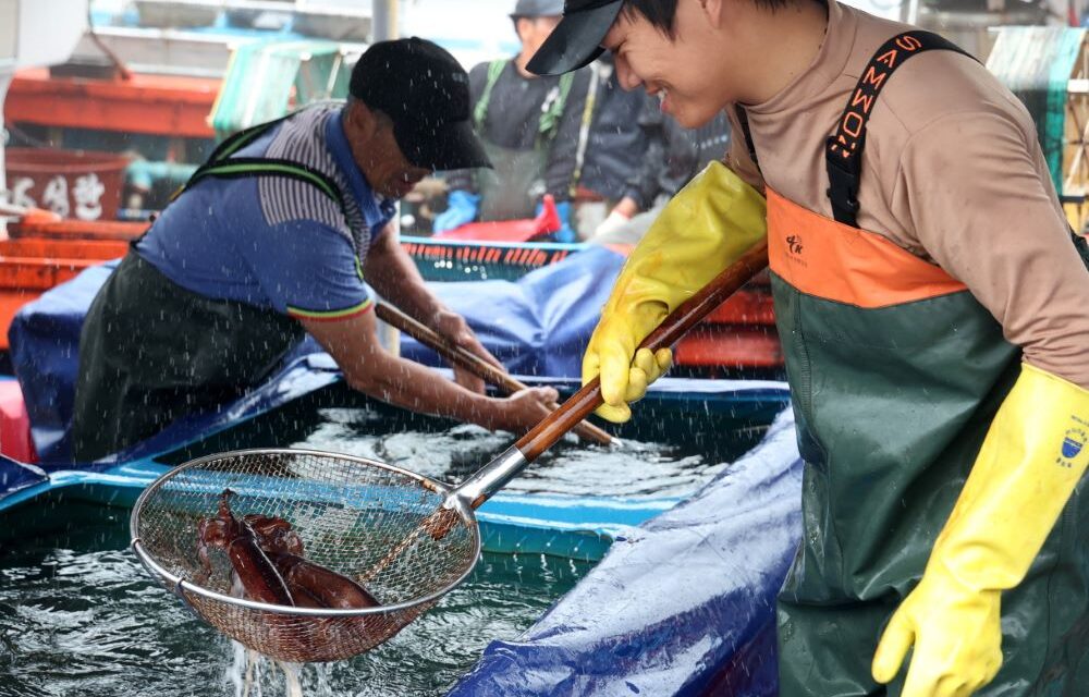 서해환경신문· “태안반도의 나폴리! 신진도항에서 오징어 축제 열린대!” 소문자자 한반도가 들썩들썩