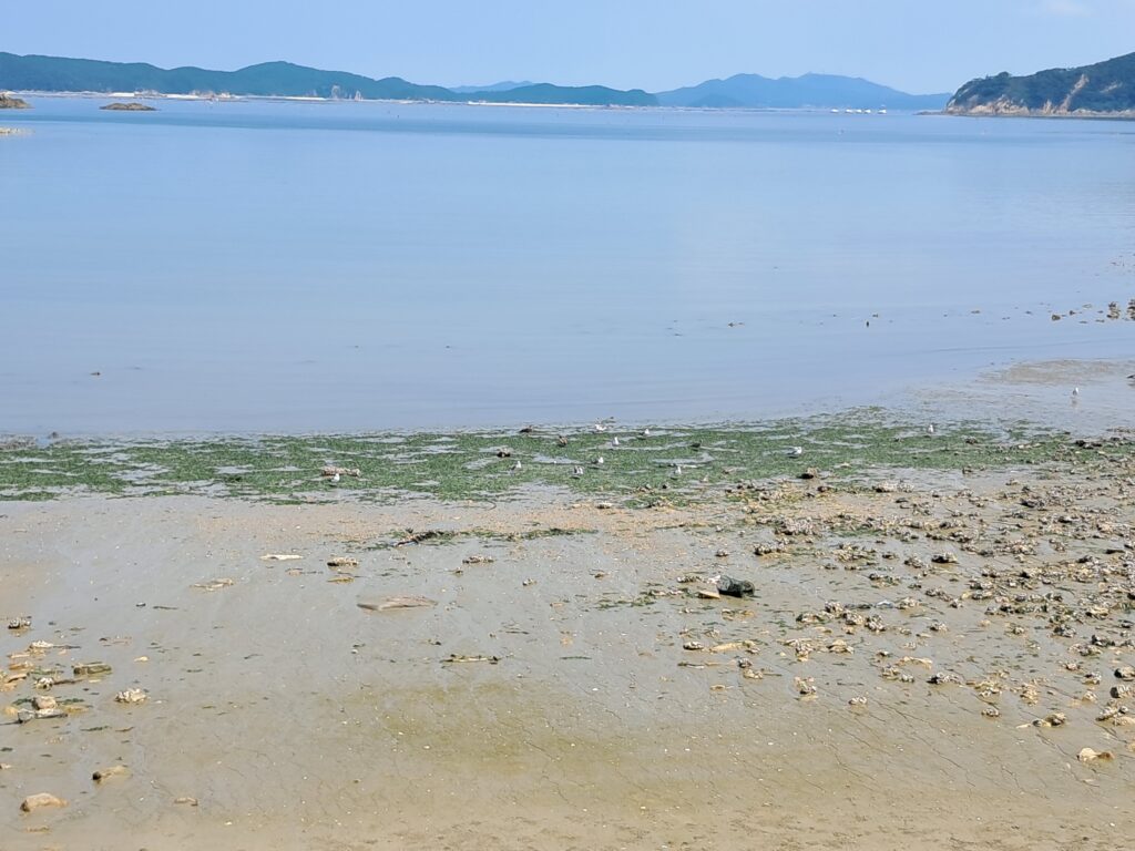 '꽃과 바다' 태안에는 각기 개성이 다른 어항들이 있습니다만, 근흥면에 위치한 신진항은 여러 면에서 참으로 특별합니다. 보석보다 더 아름답고 이국적인 풍경, 활기 넘치는 고기잡이 배들과 늘 사람들로 붐비는 수산시장, 바다낚시와 낭만을 동시에 즐기러 오시는 여행객, 자유롭게 하늘과 바다를 오가며 훨훨 나는 갈매기, 그리고 맛난 오징어까지!