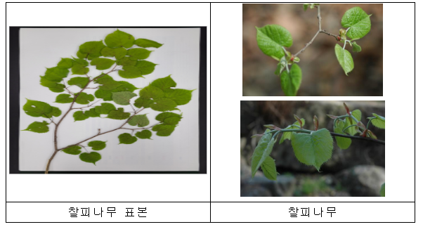 관련 기술을 이전받은 ㈜풀코스는 기능성 화장품을 개발해 지난 7월 식품의약품안전처로부터 미백과 주름개선에 대한 기능성 승인 및 8월 한국비건인증원의 비건 화장품 인증*도 받았습니다. (* 동물유래 원재료를 사용하거나 이용하지 않는 등의 기준으로 부여하는 인증)