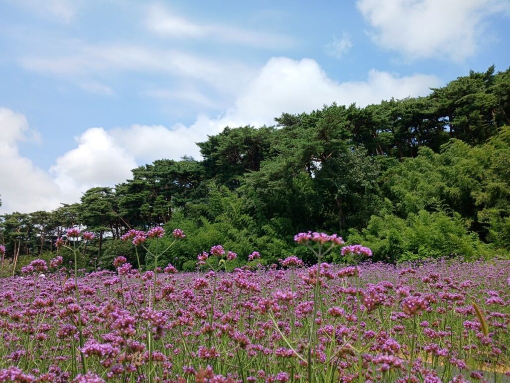 충청남도 산림자원연구소는 가을을 맞아 안면도 자연휴양림을 방문하는 이용객들을 위해 최근 새단장을 끝낸 숲속의 집 등에서 다양한 숲해설 프로그램을 운영합니다.